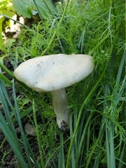 mushroom in the grass