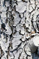 the structure of the tree bark