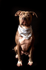 Bitbull Portrait  vor schwarzem Hintergrund