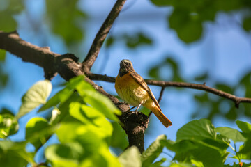The common redstart sits on a branch against a bright blurred background in the morning sun.