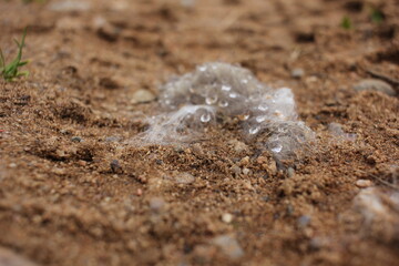 close up of a snow on the beach