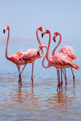 pink flamingo in the water