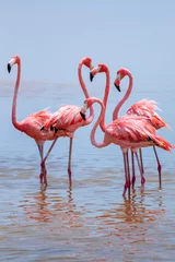 Deurstickers pink flamingo in the water © Mikediazphoto