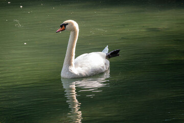 Fototapeta premium A graceful white swan swimming on a lake with dark green water. The white swan is reflected in the water