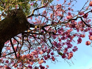 Ipê Rosa - Tabebuia impetiginosa