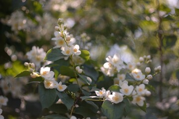Summer jasmine blooming, summer walks
