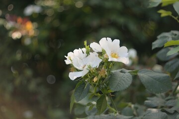 Wild rose, flowering shrubs in summer