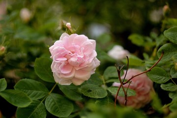 Wild rose, flowering shrubs in summer