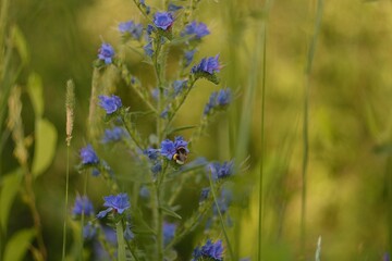 Forest flowers in the fields and in the forest.