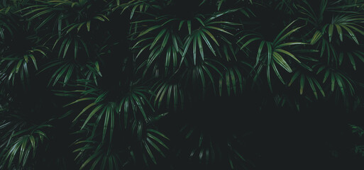 Tropical green leaf background, Dark tone theme.