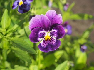 Colorful flower buds of pansies are blooming.
