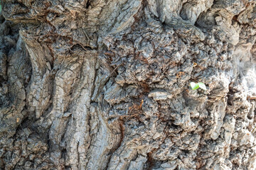 Texture of the relief bark of an old tree