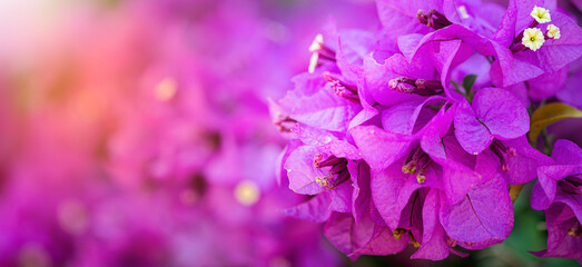 Closeup beautiful nature view of   blooming bougainvillea in garden under sunlight. Purple...
