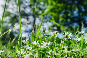 White flowers in the green grass on the meadow, the field. It's a sunny day. Selective focus, blurred background. Spring and summer background. High quality photo