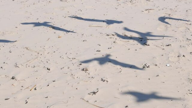 A shadow on sand of seagull hover soaring in the summer