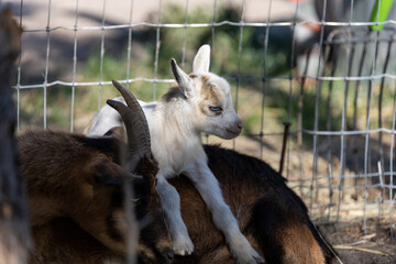 Baby Goat