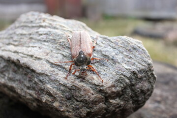 spider on the ground