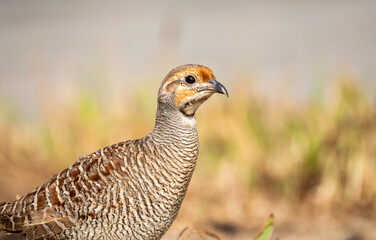 grey francolin bird, close up shot of grey francolin bird from Dubai desert 