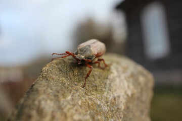 bug on the ground