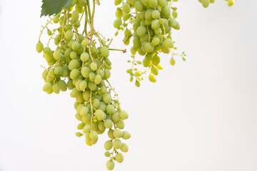 Vine leaves and bunch of grapes on an isolated white backdrop background. Text area for your messages.