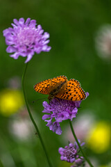 Mélitée orangée sur Oeil de perdrix , en été , prairies alpines 