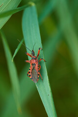 Rote Mordwanze (Rhynocoris iracundus) 