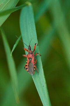 Rote Mordwanze (Rhynocoris iracundus) 