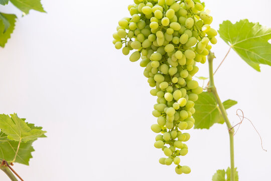 Vine leaves and bunch of grapes on an isolated white backdrop background. Text area for your messages.