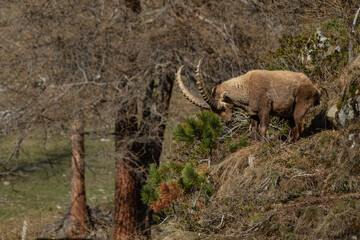 Steinbock in Pontresina