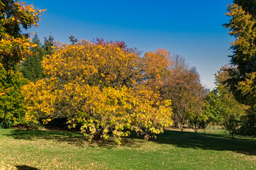 Autumn in the park.