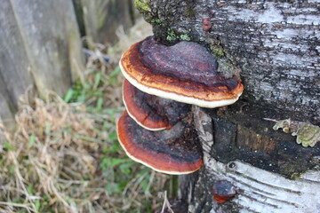 mushroom in the forest