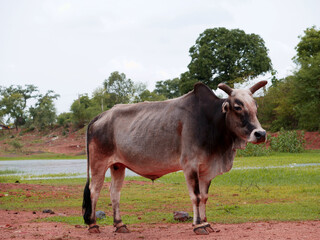 Village cow standing at natural field, mammals lifestyle concept