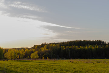Obraz premium Green field and forest in the evening in the rays of the setting sun