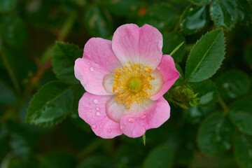 Obraz premium Blüte der Hunds-Rose