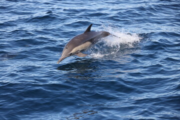 dolphin jumping out of water