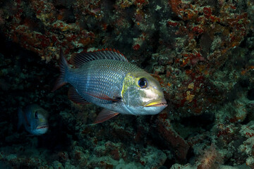 Humpnose big-eye bream, Monotaxis grandoculis, in Maldives