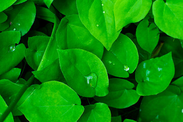 Green leaves with water drops close - up full frame. Vegetable green background. Space for your text.