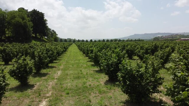 Field of young hazelnuts near Alba, Piedmont - Italy