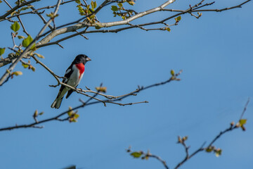 Male rose-breasted grosbeak bird in Michigan - USA