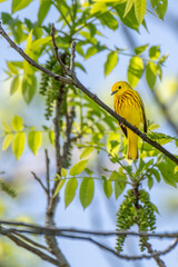 Male yellow warbler in Michigan - USA