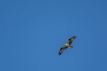 osprey soaring over the Huron river - Michigan