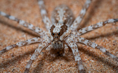 wolf spider with kill or prey, spider found in Dubai desert
