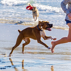 Dogs having fun at the beach