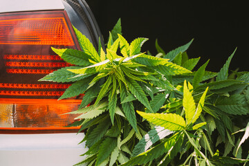 Legal Green Marijuana Cannabis Leaves At Open Car Trunk. Farm In Summer Day, Beautiful Cannabis Background. Cultivation Background. Marijuana Cultivation Green Lush Background Of Leaves. Young