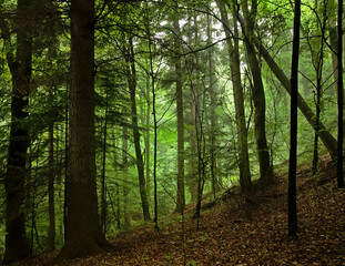 The "Polanki" forest reserve in the Podkarpacie region.