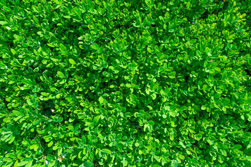 Evergreen boxwood is a woody plant, a species of the genus Boxwood of the Boxwood family. Vegetable...