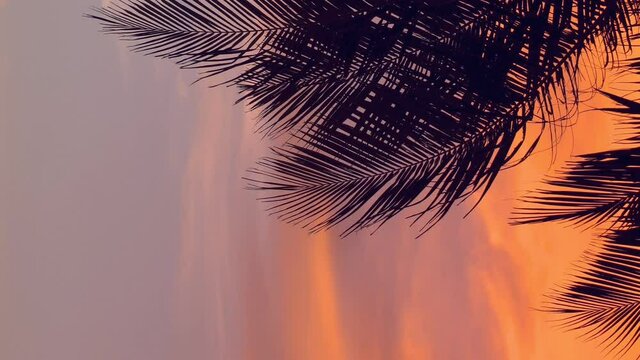 Sunset through coconut palm tree leaf silhouette. Travel destinations. Vertical format video
