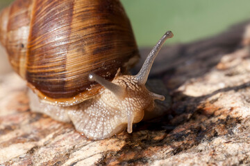 grape snail crawling on its territory