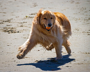 Dogs having fun at the beach