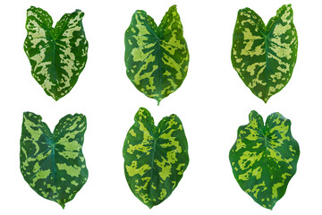 Set of Colocasia Esculenta (Hilo Beauty) leaves isolated on white background